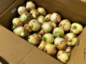 【県外産 入荷情報】新玉ねぎ(静岡県産)の入荷が最盛期を迎えています