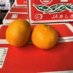 【県外産 入荷情報】甘夏(熊本県産)の入荷が最盛期を迎えています