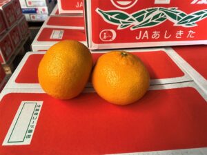 【県外産 入荷情報】甘夏(熊本県産)の入荷が最盛期を迎えています