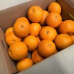 【県外産 入荷情報】紅はっさく(和歌山県産)の入荷が始まりました