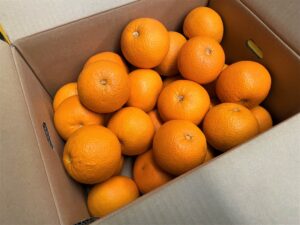 【県外産 入荷情報】紅はっさく(和歌山県産)の入荷が始まりました