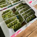 【山形県産 入荷情報】ふきのとうの入荷が最盛期を迎えました