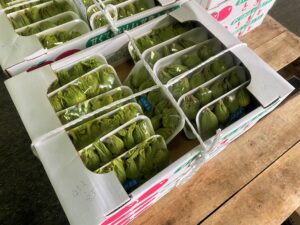 【山形県産 入荷情報】ふきのとうの入荷が最盛期を迎えました
