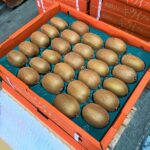 【県外産 入荷情報】キウイフルーツ(和歌山県産)の入荷が最盛期を迎えています