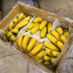 【国外産 入荷情報】バナナ(台湾産)の入荷が最盛期を迎えようとしています