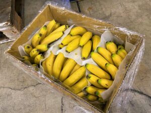 【国外産 入荷情報】バナナ(台湾産)の入荷が最盛期を迎えようとしています