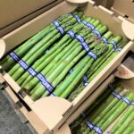 【山形県産 入荷情報】アスパラガス(ハウス栽培)の入荷が最盛期を迎えました