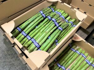 【山形県産 入荷情報】アスパラガス(ハウス栽培)の入荷が最盛期を迎えました