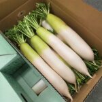 【県外産 入荷情報】だいこん(千葉県産)の入荷が最盛期を迎えました