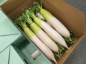 【県外産 入荷情報】だいこん(千葉県産)の入荷が最盛期を迎えました