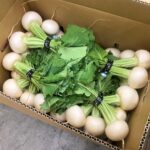 【県外産 入荷情報】小かぶ(千葉県産)の入荷が最盛期を迎えました