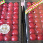 【山形県産 入荷情報】ハウスさくらんぼ(佐藤錦)の入荷が最盛期を迎えようとしています
