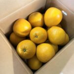 【県外産 入荷情報】宇和ゴールド(河内晩柑)(愛媛県産)の入荷が最盛期を迎えました