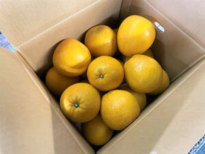 【県外産 入荷情報】宇和ゴールド(河内晩柑)(愛媛県産)の入荷が最盛期を迎えました