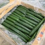 【山形県産 入荷情報】ハウスきゅうり(促成栽培)の入荷が始まりました