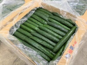 【山形県産 入荷情報】ハウスきゅうり(促成栽培)の入荷が始まりました