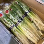 【山形県産 入荷情報】小笹うるいの入荷が最盛期を迎えました