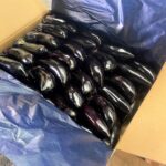 【山形県産 入荷情報】ハウスなす(サファイア等)の入荷が始まっています