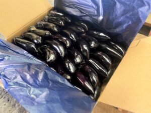 【山形県産 入荷情報】ハウスなす(サファイア等)の入荷が始まっています