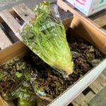 【山形県産 入荷情報】サニーレタスの入荷が最盛期を迎えています