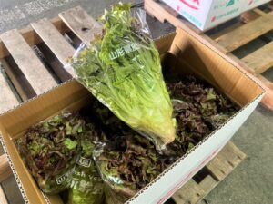 【山形県産 入荷情報】サニーレタスの入荷が最盛期を迎えています