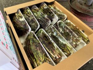 【県内外産 入荷情報】天然山菜類(県内・秋田・青森県産)の入荷が最盛期を迎えています