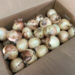 【県外産 入荷情報】サラダ玉ねぎ(熊本県産)の入荷が最盛期を迎えました