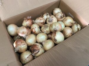 【県外産 入荷情報】サラダ玉ねぎ(熊本県産)の入荷が最盛期を迎えました