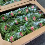 【山形県産 入荷情報】スナップエンドウの入荷が最盛期を迎えました