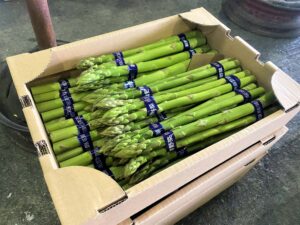 【山形県産 入荷情報】アスパラガスの入荷が最盛期を迎えました