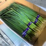 【山形県産 入荷情報】葉ねぎの入荷が始まっています
