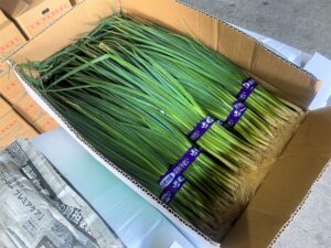 【山形県産 入荷情報】葉ねぎの入荷が始まっています