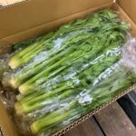 【山形県産 入荷情報】山形セルリー(春作)の入荷が始まりました
