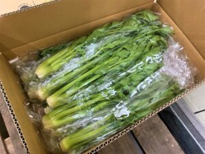 【山形県産 入荷情報】山形セルリー(春作)の入荷が始まりました