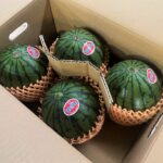 【県外産 入荷情報】小玉スイカ(茨城・千葉・群馬県産)の入荷が最盛期を迎えました
