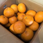 【県外産 入荷情報】ハウスみかん(愛知県蒲群市産)の入荷が始まっています