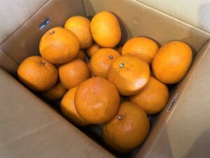 【県外産 入荷情報】ハウスみかん(愛知県蒲群市産)の入荷が始まっています