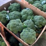 【山形県産 入荷情報】ブロッコリーの入荷が最盛期を迎えました