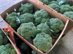 【山形県産 入荷情報】ブロッコリーの入荷が最盛期を迎えました