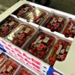 【山形県産 入荷情報】さくらんぼ(佐藤錦)の入荷が始まりました