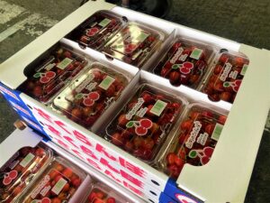 【山形県産 入荷情報】さくらんぼ(佐藤錦)の入荷が始まりました