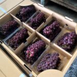 【山形県産 入荷情報】デラウェア(ハウス栽培)の入荷が始まりました