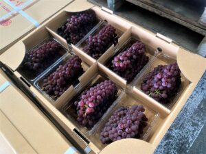 【山形県産 入荷情報】デラウェア(ハウス栽培)の入荷が始まりました