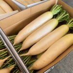 【山形県産 入荷情報】大根の入荷が最盛期を迎えています