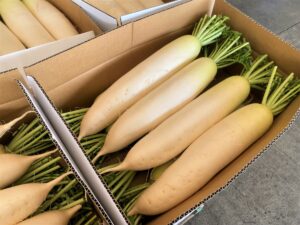 【山形県産 入荷情報】大根の入荷が最盛期を迎えています