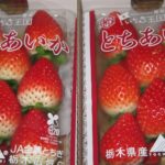 栃木県産の「とちあいか」の出荷が始まっています‼