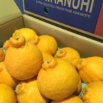 熊本県産の「デコポン」「不知火」入荷しています‼