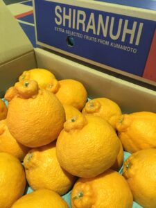 熊本県産の「デコポン」「不知火」入荷しています‼