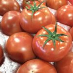 茨城県産の「フルーツトマト」入荷しています‼