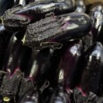 山形県産「ハウスなす（蔵王サファイヤ）」が最盛期を迎えています！